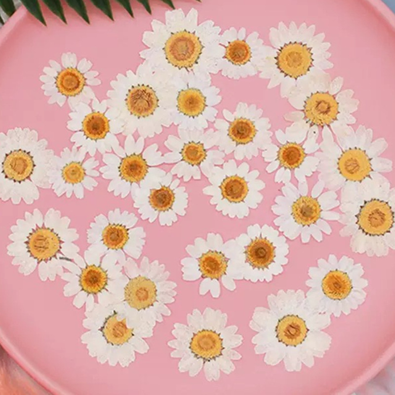 Resin Art Stone - 100 pièces de spécimens de plantes