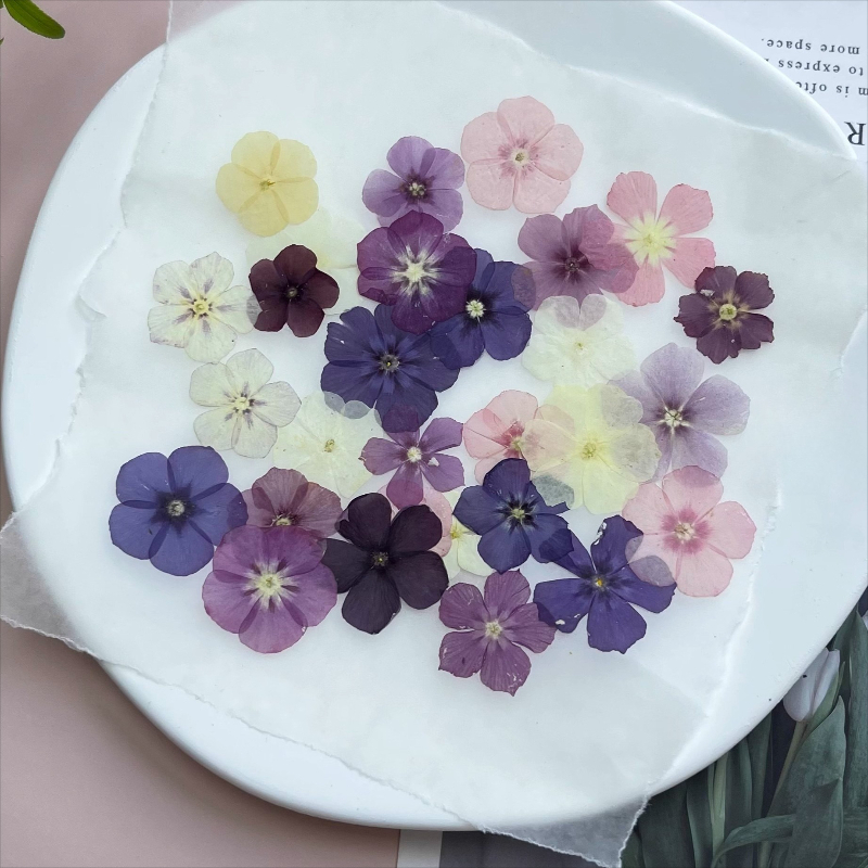 12 pièces, fleurs séchées pres - Resin Art Case avis et prix