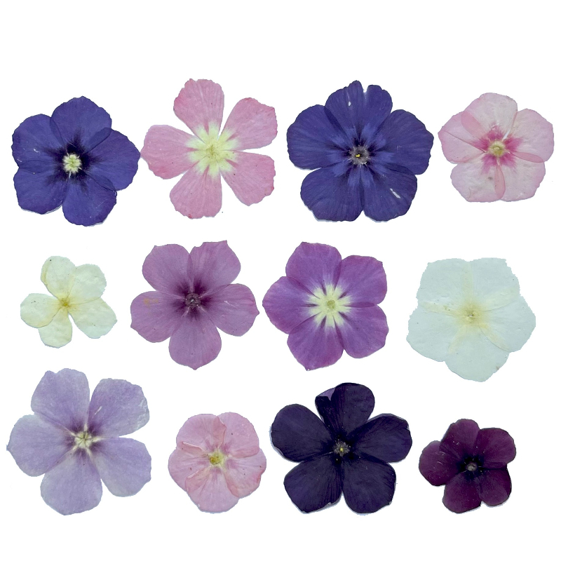 12 pièces, fleurs séchées pres - Resin Art Case avis et prix
